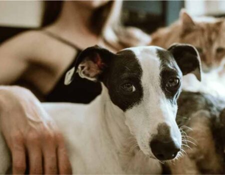 Qué-Debes-Hacer-si-Vives-con-Animales-Domésticos