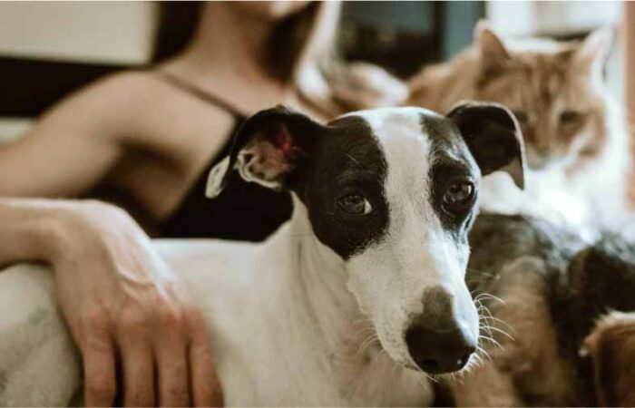 Qué-Debes-Hacer-si-Vives-con-Animales-Domésticos