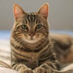Ventajas-de-Tener-un-Gato