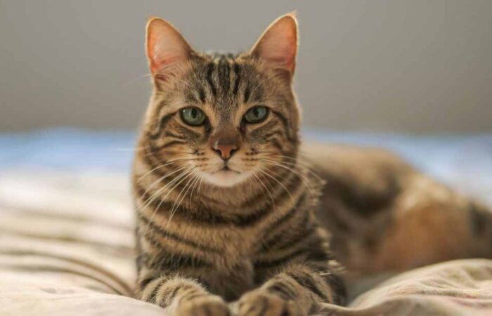 Ventajas-de-Tener-un-Gato