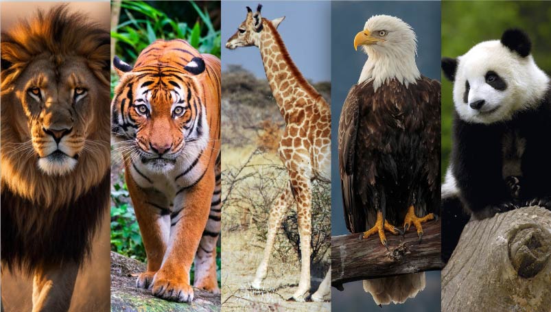Aprende de Animales - El Facultativo